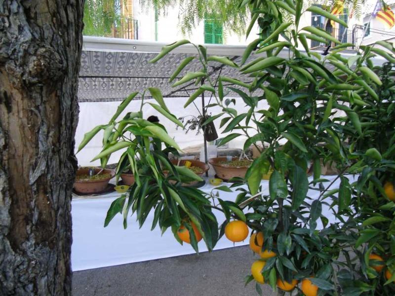 Finca Son Olive Selva  Extérieur photo